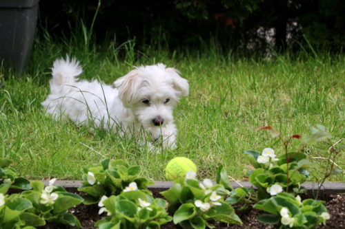 Small Maltese dog playing with a tennis ball in grass